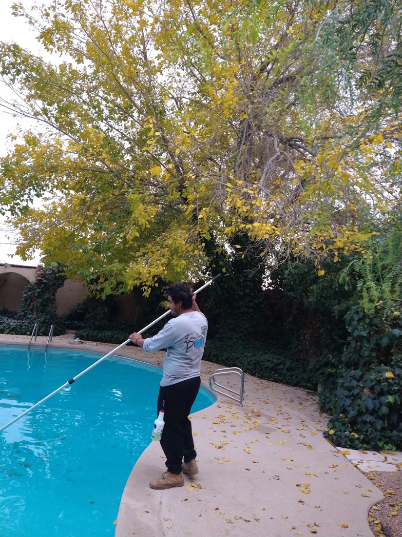 Excellent Pool Care technician skimming a pool surrounded by fall leaves